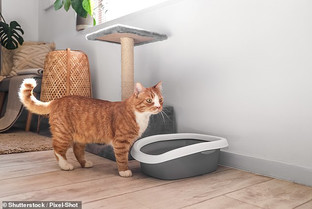 Many Aussies agreed that cat urine is 'impossible to get rid of, especially if it has seeped into carpets (pictured file photo of a cat and litter box)