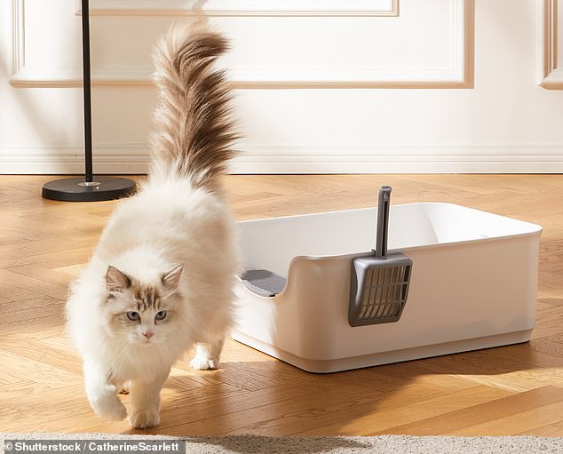 Many Aussies felt that the tenant would have been afraid of losing her home and that the real estate agent should have been more compassionate (pictured file photo of a cat and litter box)