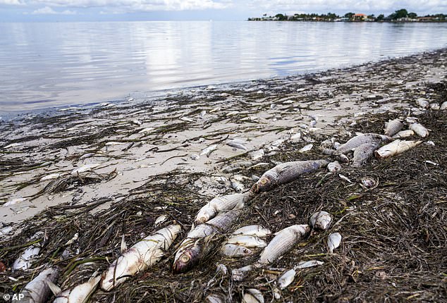 Red tides can also lead to mass deaths of fish and other marine life, leaving beaches covered in rotting carcasses