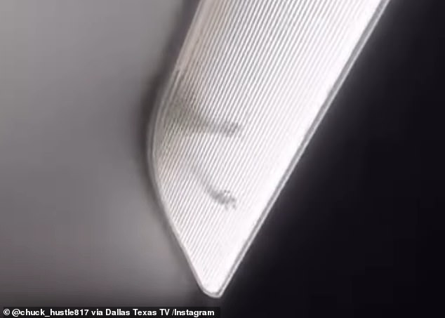 Some viewers raised the alarm about the dangers of a rodent on a plane, noting how they can chew through wires