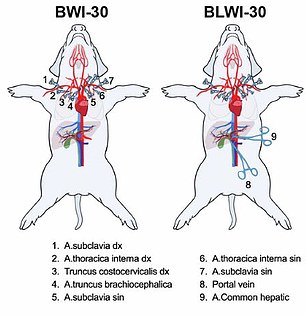 Pigs suffered less brain damage if their liver remained intact (left) than if their liver was also damaged (right) during simulated cardiac arrest