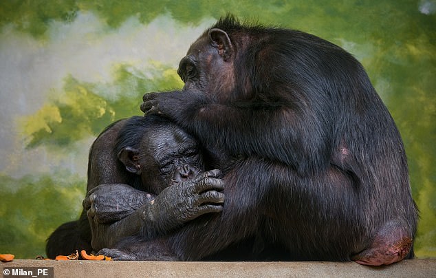 Humans are apes, and our closest living relatives include gorillas and chimpanzees (pictured)