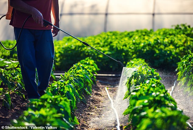 In addition to farmers who work with the pesticide, people can also be exposed to the herbicide by eating contaminated food or drinking water