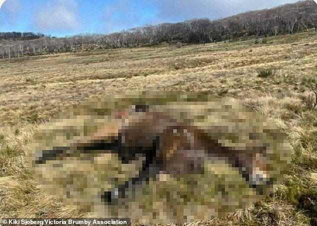 Ms Sjoberg found and photographed the bodies of a gang of eleven wild horses that had been mysteriously shot dead in September 2022