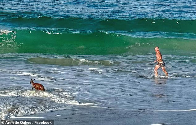 Local Anette Oakes took photos of the 'surf rescue' and posted them to her local community group