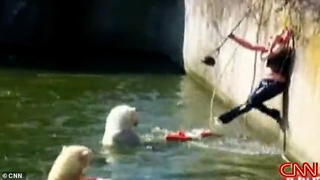 At a sheer wall separating the bears from the viewing public, she was met by zoo keepers who desperately threw life rings at the woman, while others threw meat and urged the bears to leave the woman alone.