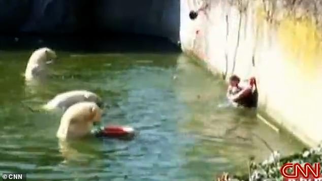 The woman is eventually brought to safety with the help of a rescue ring, while zookeepers keep the animals at bay by throwing food at them