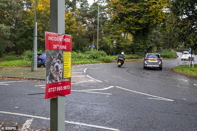 It is estimated that 80,000 dogs and 230,000 cats are hit by cars on UK roads every year