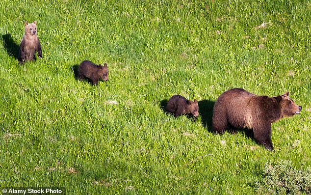 The mother bear was with her youngest cub – who survived – at the time of the accident, but the one-year-old grizzly has not been located since her mother's death