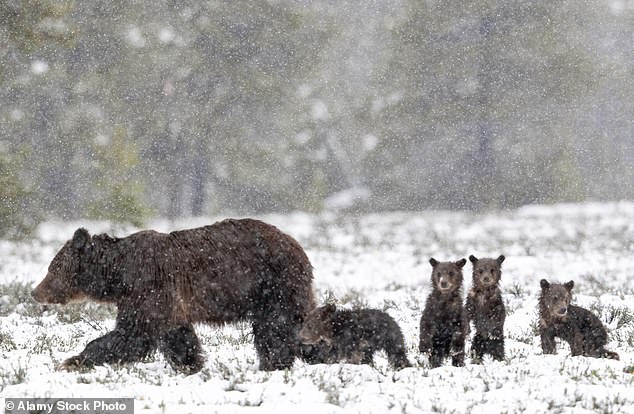 Normally three bears are killed each year while visiting area roads, and grizzly 399 was the second death this year