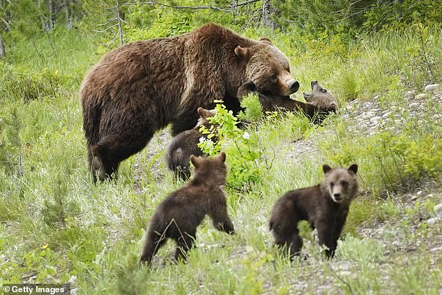 It is estimated that Grizzly 399 gave birth to at least 18 cubs over the course of her life and was the oldest known reproducing female grizzly bear in Yellowstone.