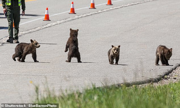 The mama bear was unlike most grizzly bears: she made frequent contact with humans and roads, despite most of her kind avoiding both whenever possible