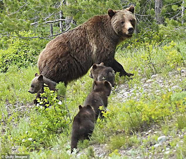 There are a few lessons to be learned from her catastrophic death, including keeping wildlife in mind while driving in Wyoming at night