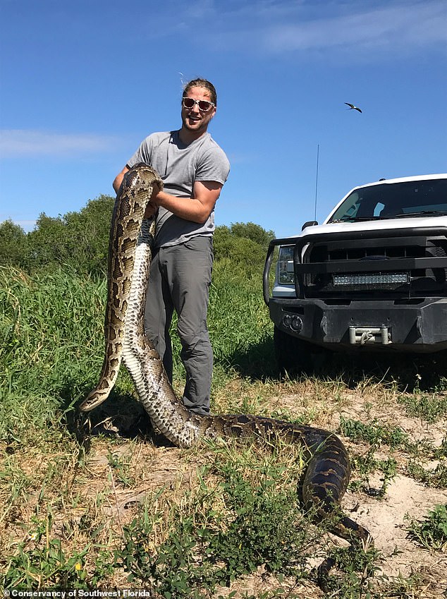 After humanely euthanizing the invasive animal to conduct research, the experts concluded that Burmese pythons can consume even larger prey than previously thought. In the photo: Ian Easterling with the now dead python