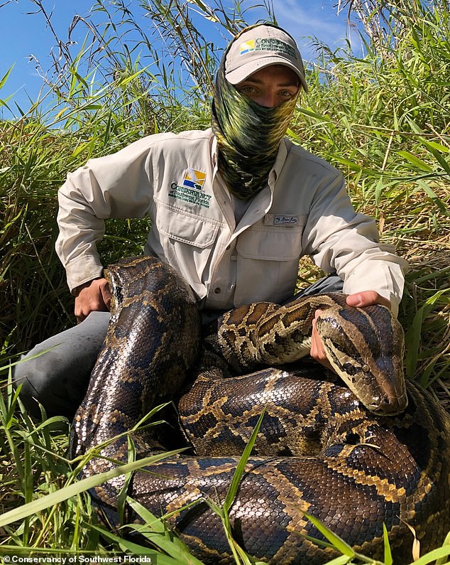 According to their recently released study entitled 'Big pythons, Big Gape, and Big Prey', the apex predator can eat anything as long as it fits in its mouth. Pictured: The python after it was euthanized with a member of the Conservancy