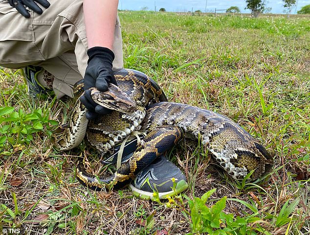 The experts explained that the python has a huge cleft because its lower jaw bones in the front are not fused, allowing its mouth to extend wide