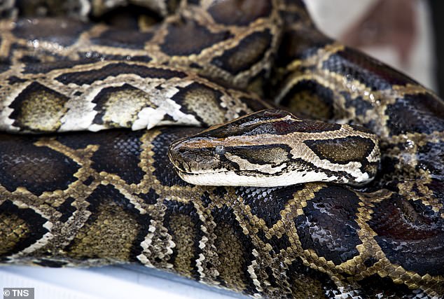 Although pythons eat common native species and non-native species such as Norway rats, they are also known to consume endangered native species, including Key Largo woodrats.