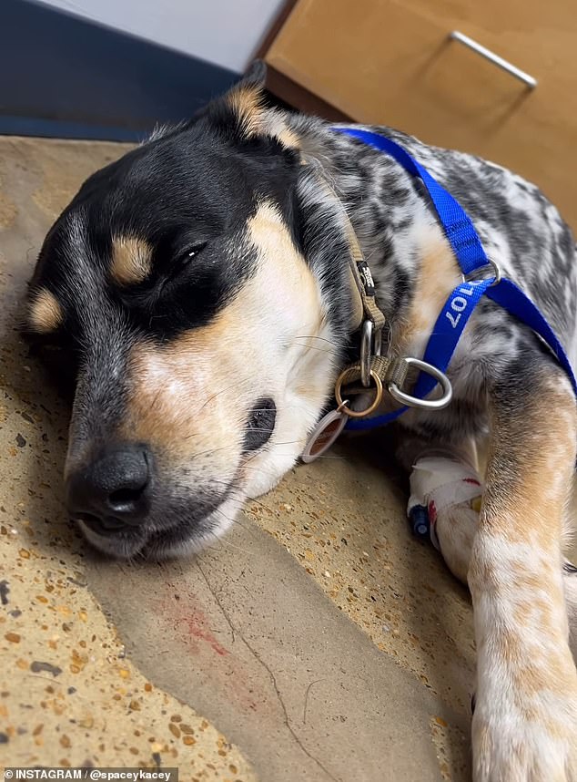 Pepper, a Blue Heeler rescue or Australian Cattle Dog, looked unwell when she was given antivenom at an animal hospital