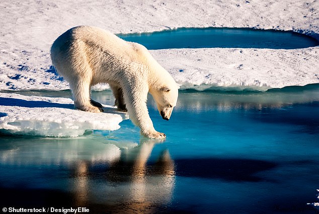 Three new airports are planned, allowing more visitors to spot the polar bears that call Greenland home (archive photo)