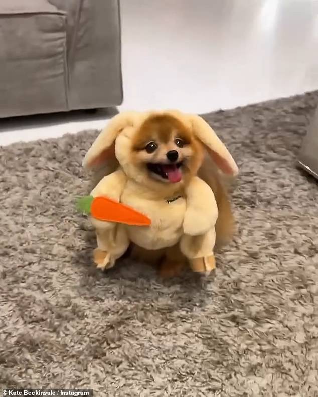 In another video, Kate played with her dog Wylf as he dressed up as a bunny with a carrot