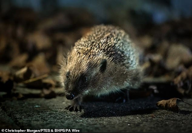 In Britain, spiny mammals have suffered a historic decline. And a 2022 study found that rural numbers had fallen by as much as 75 percent since 2000, although in urban areas previously declining population numbers were beginning to show signs of recovery.