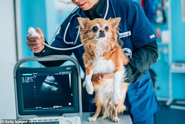 Mitral valve disease regularly affects breeds such as King Charles Spaniels, miniature poodles, Pomeranians and Chihuahuas. A Chihuahua is shown here