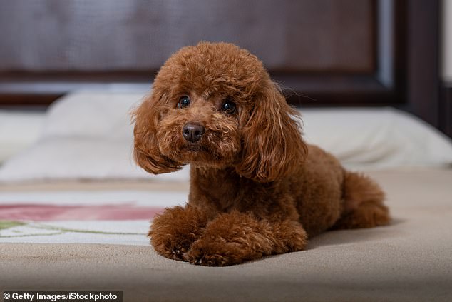 A research team led by the University of Cambridge adapted an algorithm originally designed for humans and found it could automatically detect and assess heart murmurs in dogs – one of the key indicators of the disease (pictured: a toy poodle)