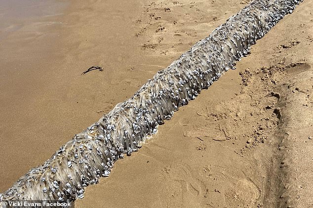 1730199371 665 Weird alien like object washes up on Australian beach