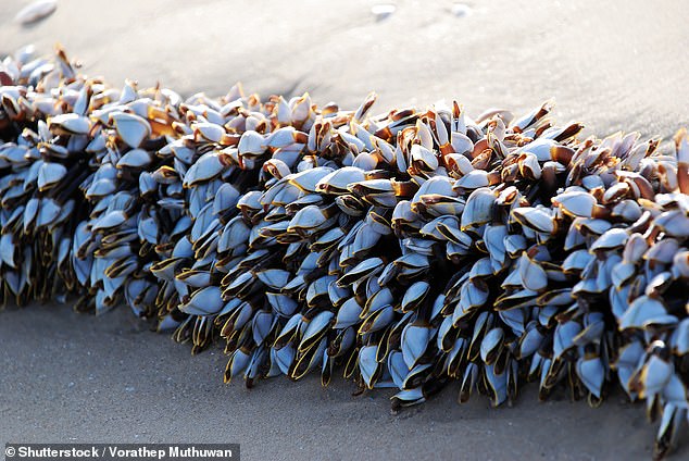 The strange sea creatures are considered a delicacy and many locals suggested that Port Elliot residents eat them