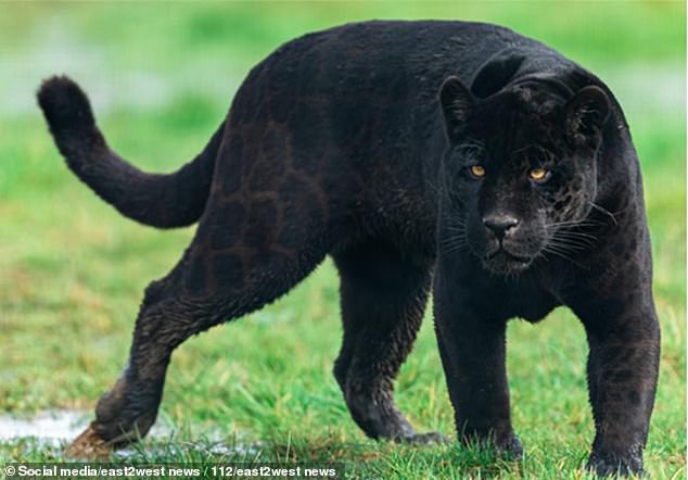 The panther was let out of its cage by the boy's father's friends (File image)