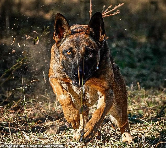 The four-year-old is a specialist conservation dog who was deployed to Africa in the fight against wildlife crime and poaching