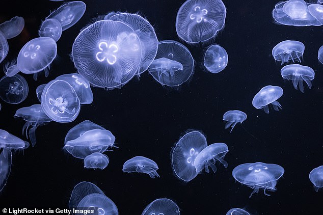 The moon jellyfish is one of many species found in the waters around Hawaii