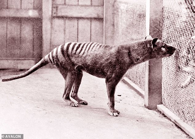 The last known thylacine died in captivity at a Hobart zoo in 1936 (photo)