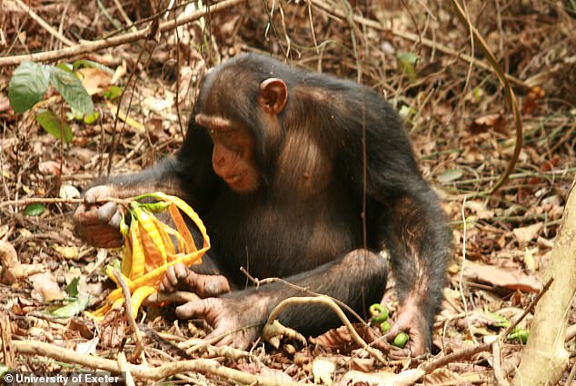 A new study has uncovered several documented cases showing primates deliberately ingesting ethanol in a similar way as humans would. They use leaves to capture fermented nectar and ignore high concentrations of ethanol