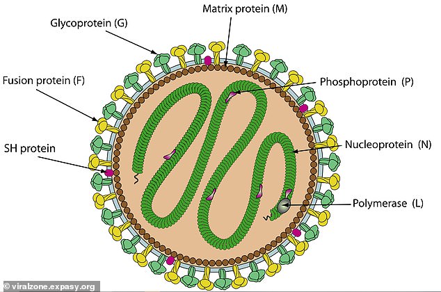 Jeilong viruses were discovered relatively recently, so researchers still don't know how these pathogens work and whether they would make people seriously ill. They belong to the same family of viruses that cause respiratory diseases. The virus depicted is not the same strain as the one found in Florida