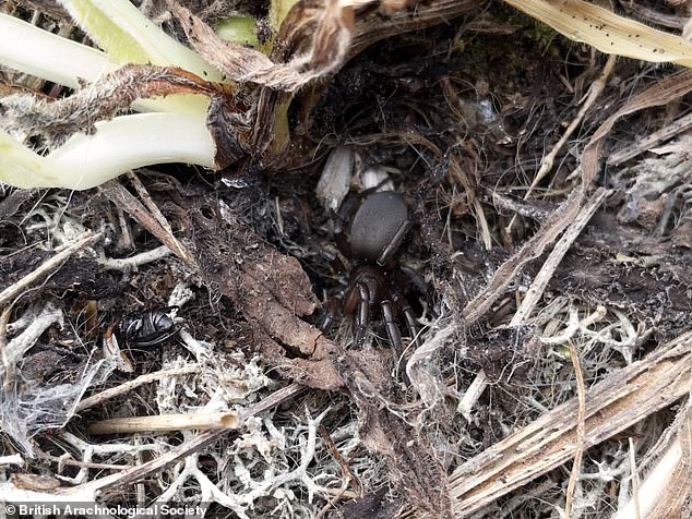 One of the rarest species is the Gnaphosa lugubris. Although only 69 have been spotted in Britain since records began in 1900, the research suggests several thousand may live in Orford Ness.