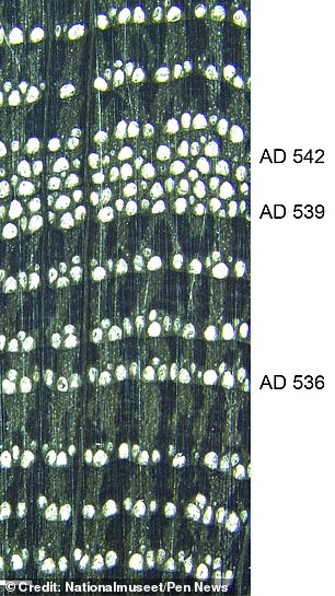 They found that growth rings became dramatically smaller starting in 536 AD, and even more so between 539 and 541 AD.