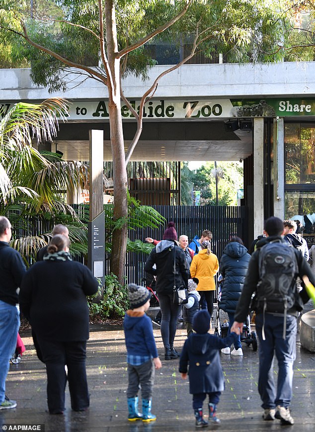 'Snowy' attracted visitors to Adelaide Zoo for years because of her unique white fur