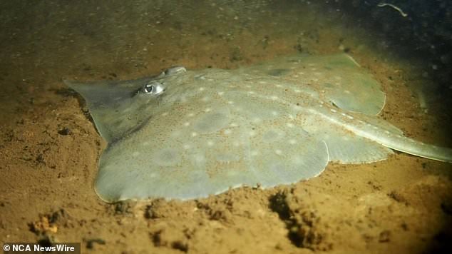 The Maugean Skate is only found in Tasmania's Macquarie Harbor