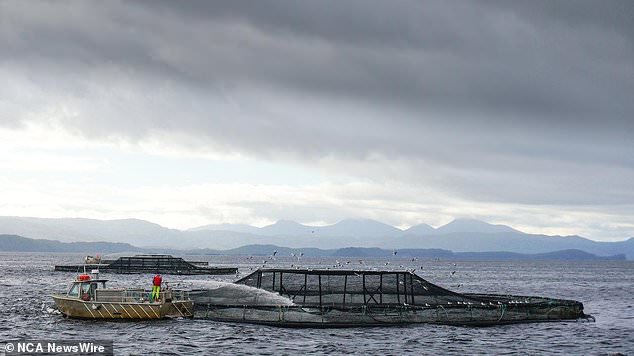 Salmon farms operate in Tasmania's Macquarie Harbor