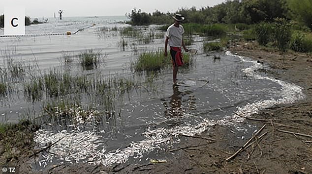 Researchers tried to discover why hundreds of dead fish washed up on the shore of Lake Kinneret in 2012. They discovered that a lack of oxygen in the water had caused the fish to suffocate.