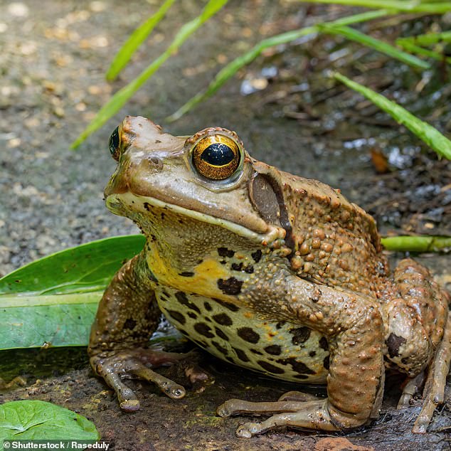 If any of the stars disturb the deadly toads, they can spray toxins into their eyes, causing pain and vision problems, and the milky poison can affect the heart and breathing.