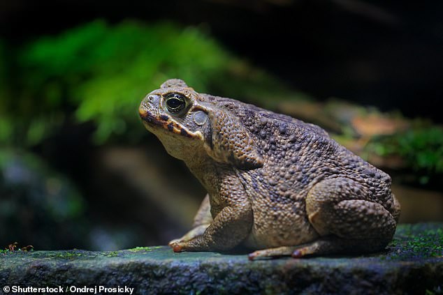 In addition to the harm they can cause to humans, the toads can also kill animals with their toxins, including dogs, snakes and even crocodiles.