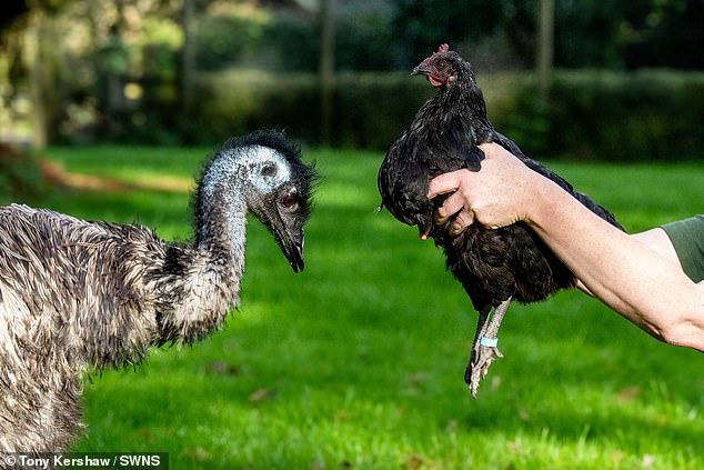 The idea of ​​an emu being raised by a chicken might sound like the plot of Disney's latest cartoon. But it has become a reality in Surrey, where an abandoned emu is thriving after being raised by a chicken called Nugget.