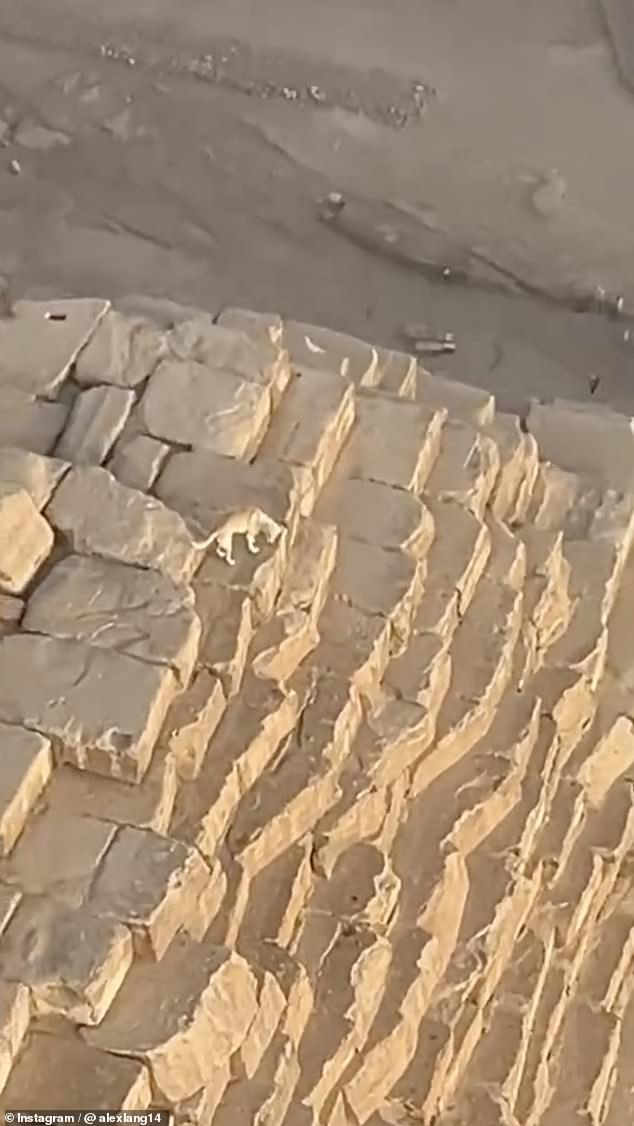 The dog could be seen roaming around on top of the pyramid