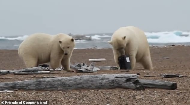 As the sea ice melts and polar bears search for food, the guillemot colony is decimated by polar bears