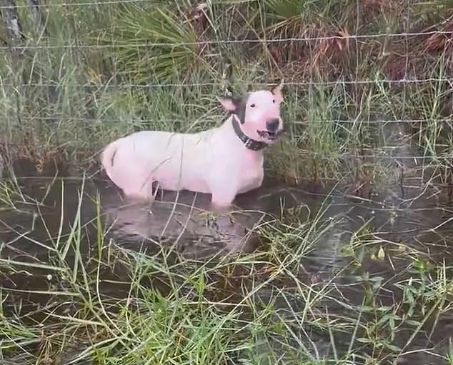 Heartbreaking video shows the white puppy with black ears terrified and growling as he stood in water up to his chest as police rescued the dog