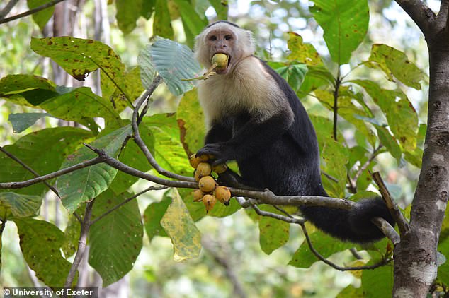 Ethanol is present in almost every ecosystem and is found in most fruits and nectar, which could explain why there are stories of wild animals acting 'drunk'.