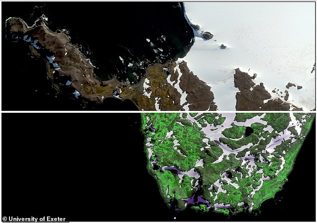 If you are asked to imagine Antarctica, you probably think of a vast white landscape. But a worrying new study might make you reconsider that image in your head. Pictured: A WorldView-2 satellite photo of Robert Island (top) and the same post-analysis image, showing areas of vegetated land in bright green (bottom)