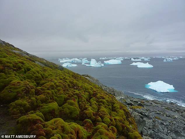 Previous studies have shown that the Antarctic Peninsula, like many other polar regions, is warming faster than the global average. In the photo: Green Island